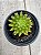 Echeveria spruce oliver - Imagem 1
