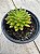 Echeveria spruce oliver - Imagem 2