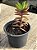 Crassula pubescens ssp. rattrayi - Imagem 2