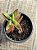 Crassula pubescens ssp. rattrayi - Imagem 3