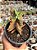 Crassula pubescens ssp. rattrayi - Imagem 1