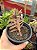 Crassula pubescens ssp. rattrayi - Imagem 3