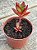 Crassula sarmentosa - Imagem 3