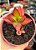 Crassula sarmentosa - Imagem 1