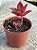Crassula sarmentosa - Imagem 3