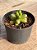 Sedum hernandezii raridade (sem raiz) - Imagem 3
