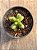 Sedum hernandezii raridade (sem raiz) - Imagem 4