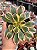 Aeonium sunburst - Imagem 1