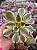Aeonium sunburst - Imagem 1