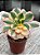 Aeonium sunburst M - Imagem 2