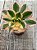Aeonium sunburst M - Imagem 3