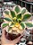 Aeonium sunburst M - Imagem 1