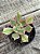 Aeonium sunburst - Imagem 1
