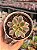 Aeonium sunburst - Imagem 1