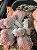 Echeveria B003 - Imagem 1