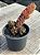 Haworthia pumila - Imagem 3