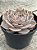 Echeveria lótus G - Imagem 3