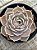 Echeveria lótus G - Imagem 2