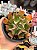 Echeveria dark vader - Imagem 1