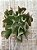 Echeveria dark vader - Imagem 3