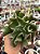 Echeveria dark vader - Imagem 1