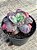 Echeveria midway - Imagem 3