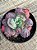Echeveria midway - Imagem 2