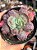 Echeveria midway - Imagem 1