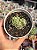 Sedum mocinianum - Imagem 1