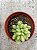 Sedum mocinianum - Imagem 2