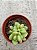 Sedum mocinianum - Imagem 1