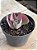 Echeveria pharaoh gorditta variegata - Imagem 3