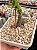 Euphorbia monadenium ritchiei - Imagem 2