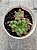 Haworthia cooperi picturata - Imagem 1