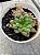 Haworthia cooperi picturata - Imagem 2