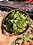 Haworthia retusa - Imagem 1