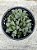 Haworthia retusa - Imagem 1