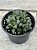 Haworthia retusa - Imagem 2