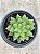 Haworthia cooperi var. pilifera - Imagem 1