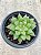 Haworthia cooperi var. pilifera - Imagem 2