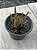 Haworthia ref 06 - Imagem 1
