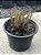 Haworthia ref 06 - Imagem 2