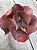 Echeveria neew 9 - Imagem 3