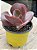 Echeveria neew 9 - Imagem 3