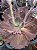 Echeveria neew 9 - Imagem 2