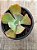 Echeveria Nei (híbrida de semente) - Imagem 4