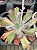 Echeveria Nei (híbrida de semente) - Imagem 2