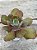 Echeveria Nei (híbrida de semente) - Imagem 3