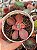 Echeveria sangue de boi variegata - Imagem 1