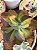 Echeveria sangue de boi - Imagem 2